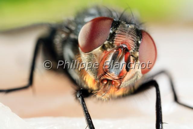 calliphora vomitoria 3.JPG - Calliphora vomitoria (portrait)Mouche bleue ou mouche de la viandeBlue Bottle FlyDiptera, CalliphoridaeFrance